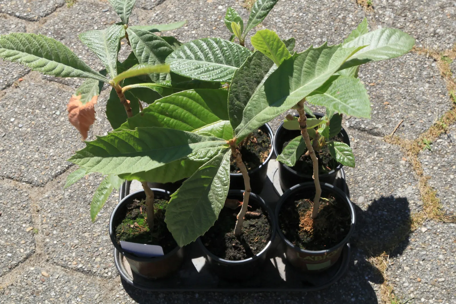 Loquat (Eriobotrya Japonica) — Fragrant white blooms appear in fall, with fruit ripening in late winter to spring; the Loquat can tolerate, image 100