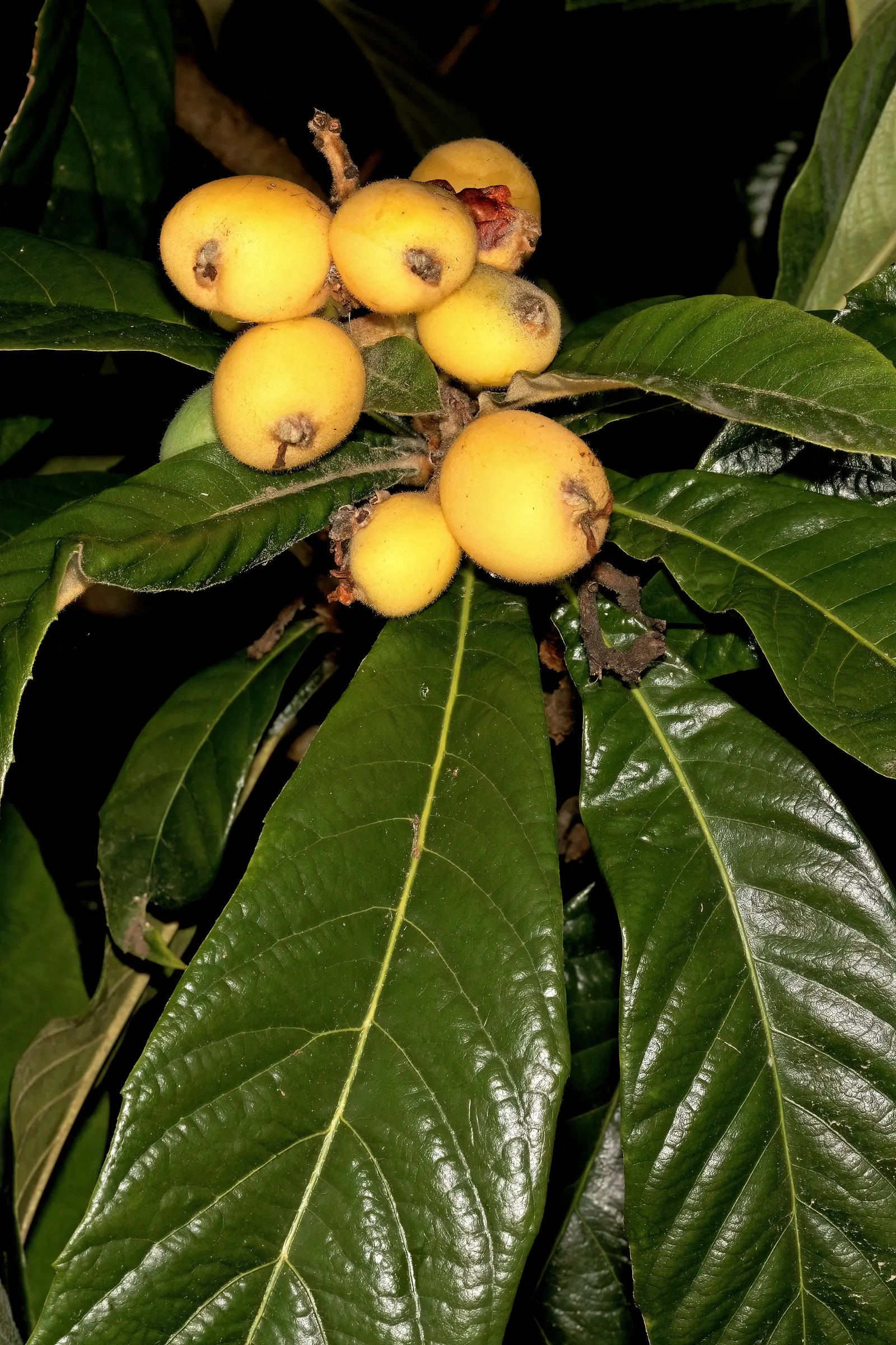 Loquat (Eriobotrya Japonica) — transitioning from green to yellow or orange when ripe; grown for its attractive foliage and sweet, tangy fruit, it, image 83
