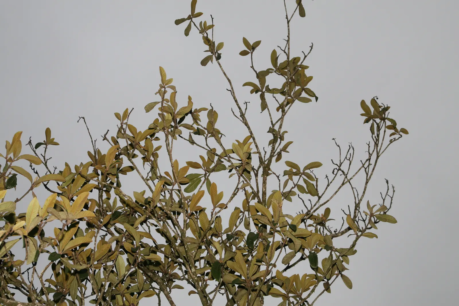 Loquat (Eriobotrya Japonica) — showcasing a rounded canopy perfect for providing dappled shade; the Loquat reaches heights of 20 to 30 feet with a, image 107