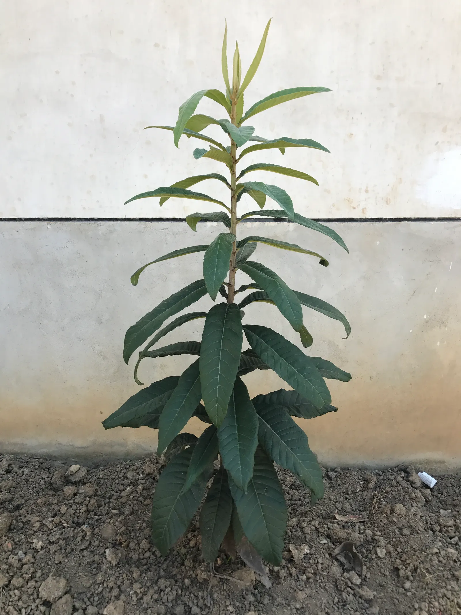 Loquat (Eriobotrya Japonica) — and dark green with a glossy finish