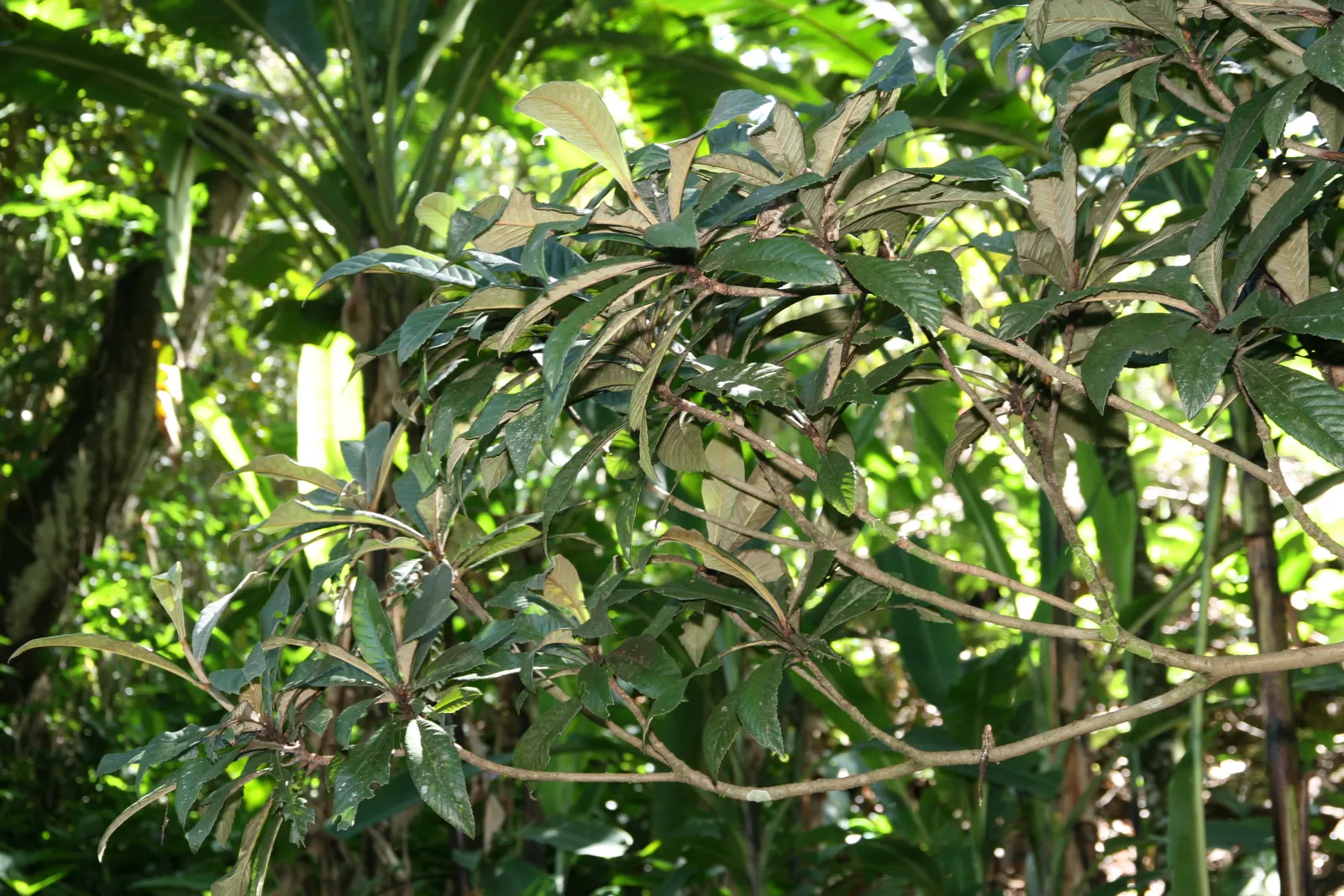 Loquat (Eriobotrya Japonica) — The taste is a unique blend of sweetness and tartness; as a member of the Rosaceae family, image 116