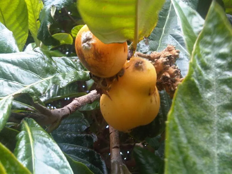 Loquat (Eriobotrya Japonica) — have a smooth or slightly fuzzy skin; due to its fruit and attractive foliage, image 114