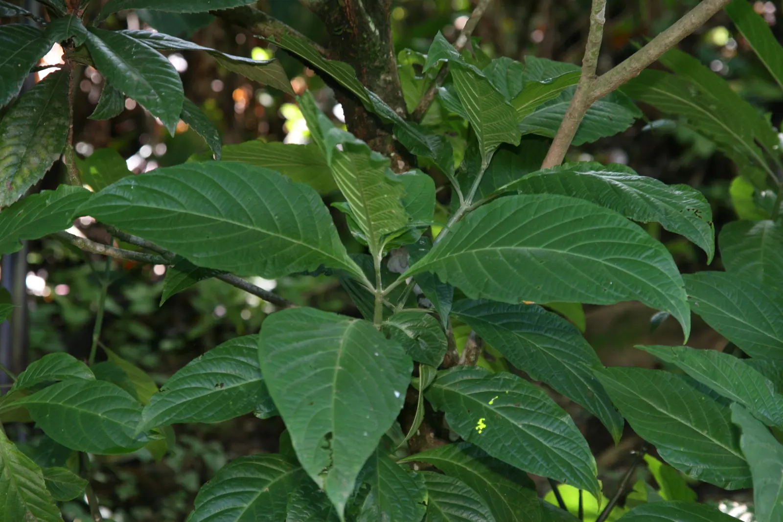 Loquat (Eriobotrya Japonica) — The leaves are a standout feature