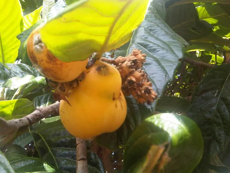 Loquat (Eriobotrya Japonica) — the tree produces fragrant white flowers in clusters; scientifically known as Eriobotrya japonica, image 111