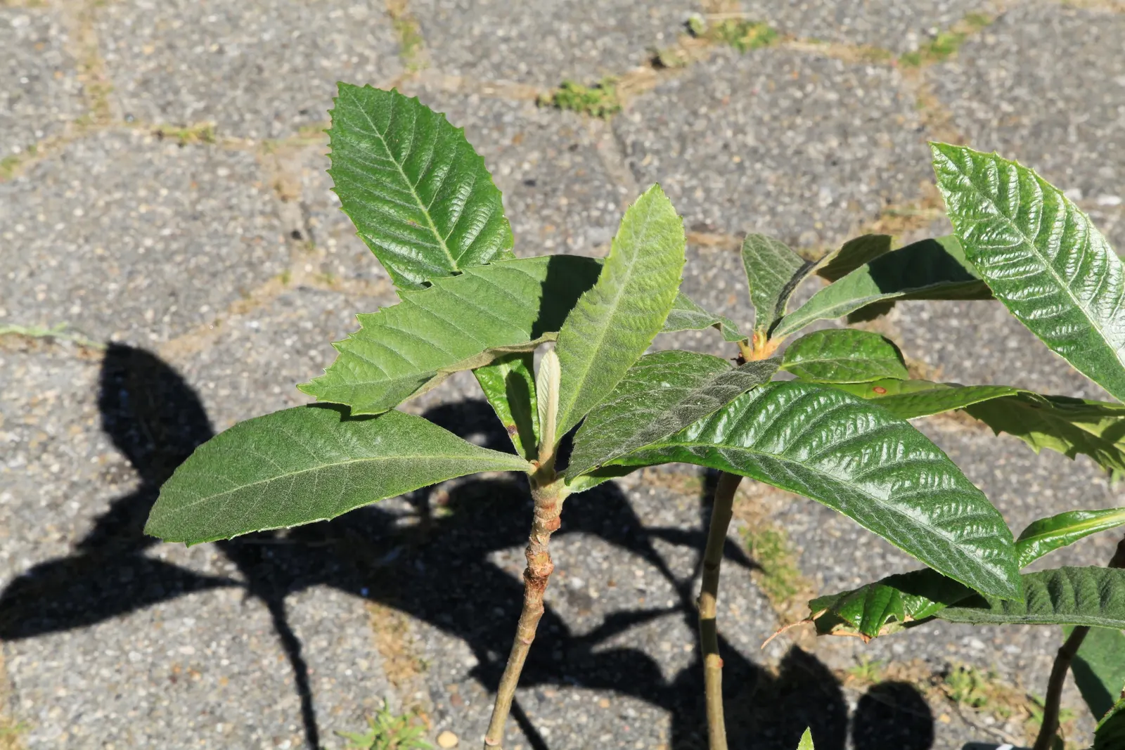 Loquat (Eriobotrya Japonica) — Due to its fruit and attractive foliage; yet it is the late frosts that sometimes threaten the fruit set, image 91