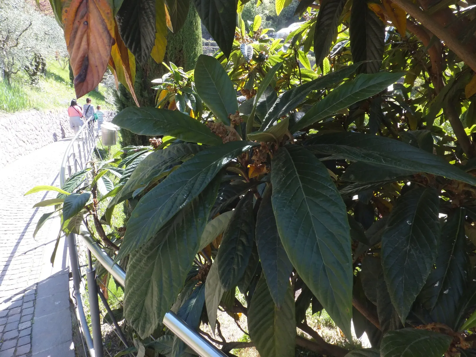 Loquat (Eriobotrya Japonica) — the Loquat can tolerate temperatures down to about 10&deg;F; the leaves are a standout feature, image 89