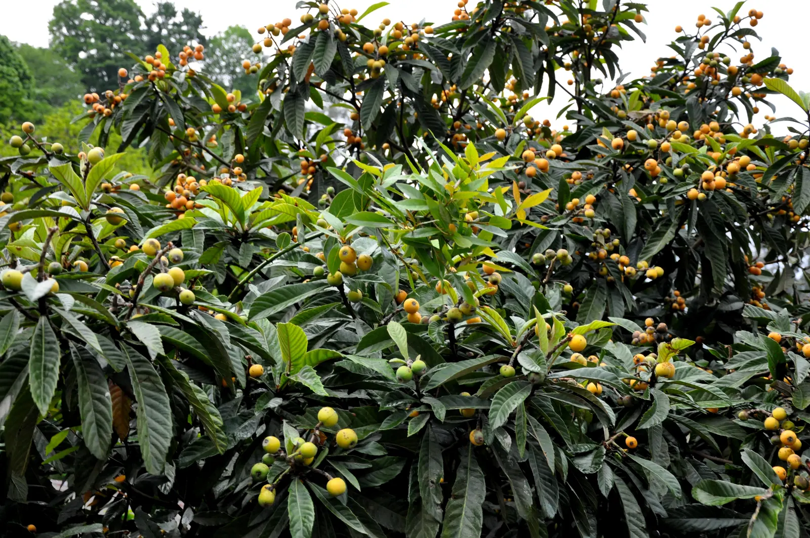 Loquat (Eriobotrya Japonica) — offering both aesthetic appeal and edible fruit; often compared to a mixture of peach, image 104
