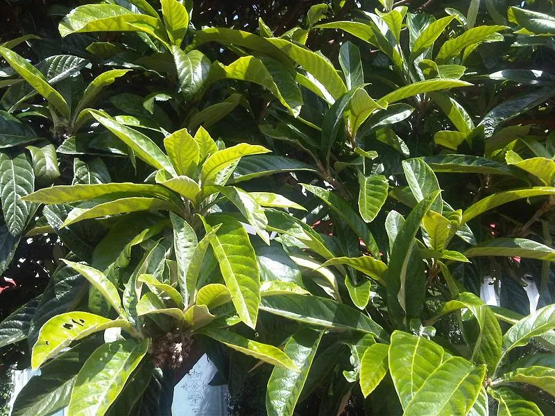 Loquat (Eriobotrya Japonica) — measuring up to 12 inches long