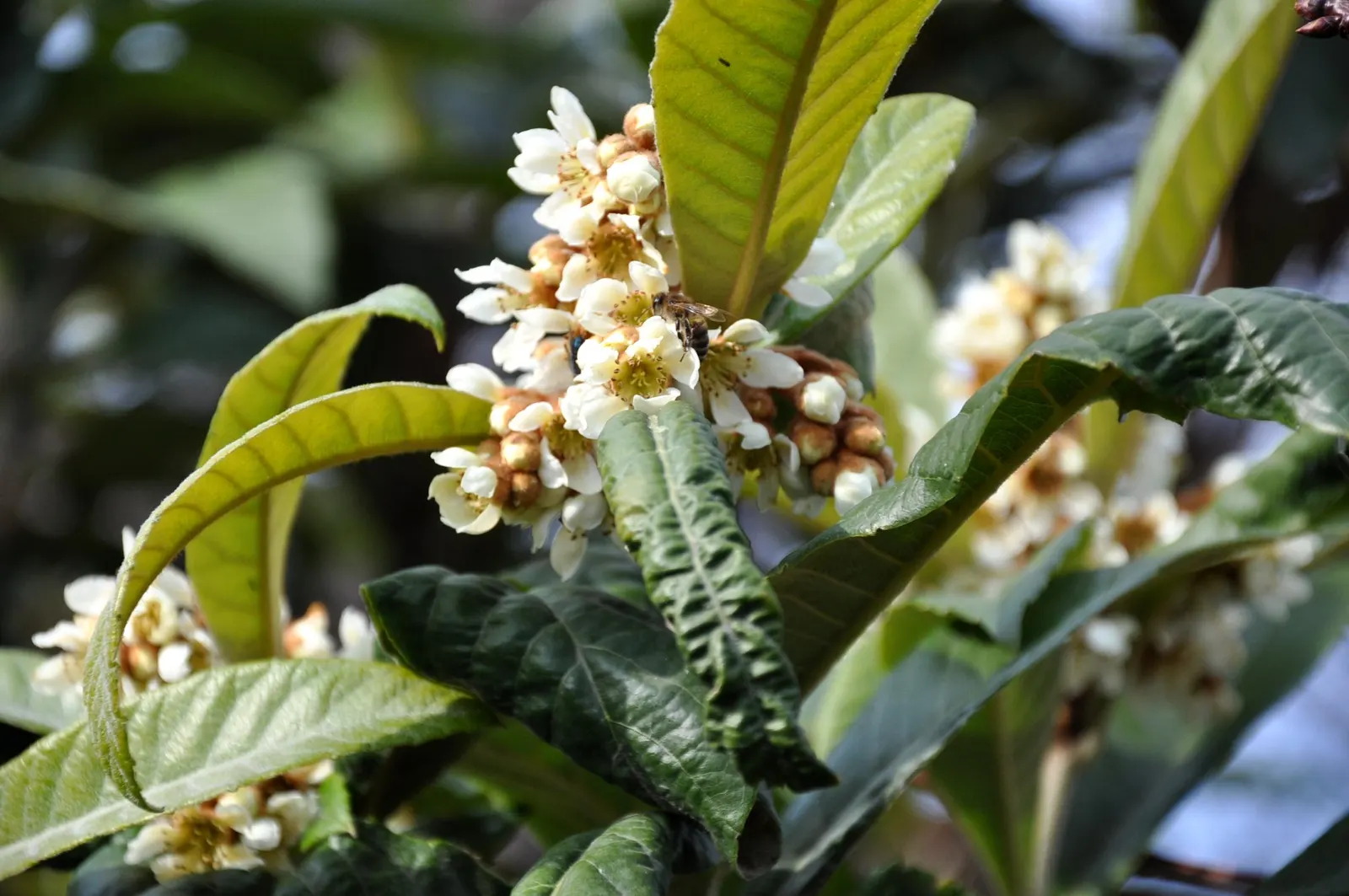 Loquat (Eriobotrya Japonica) — Loquats require well-drained soil and full sun to partial shade; tree for full or half, image 101