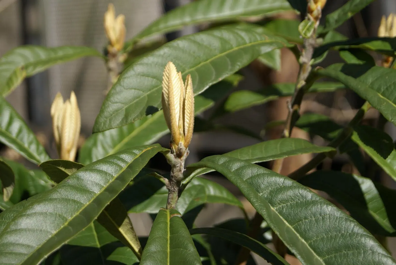 Loquat (Eriobotrya Japonica) — tree with white blooms