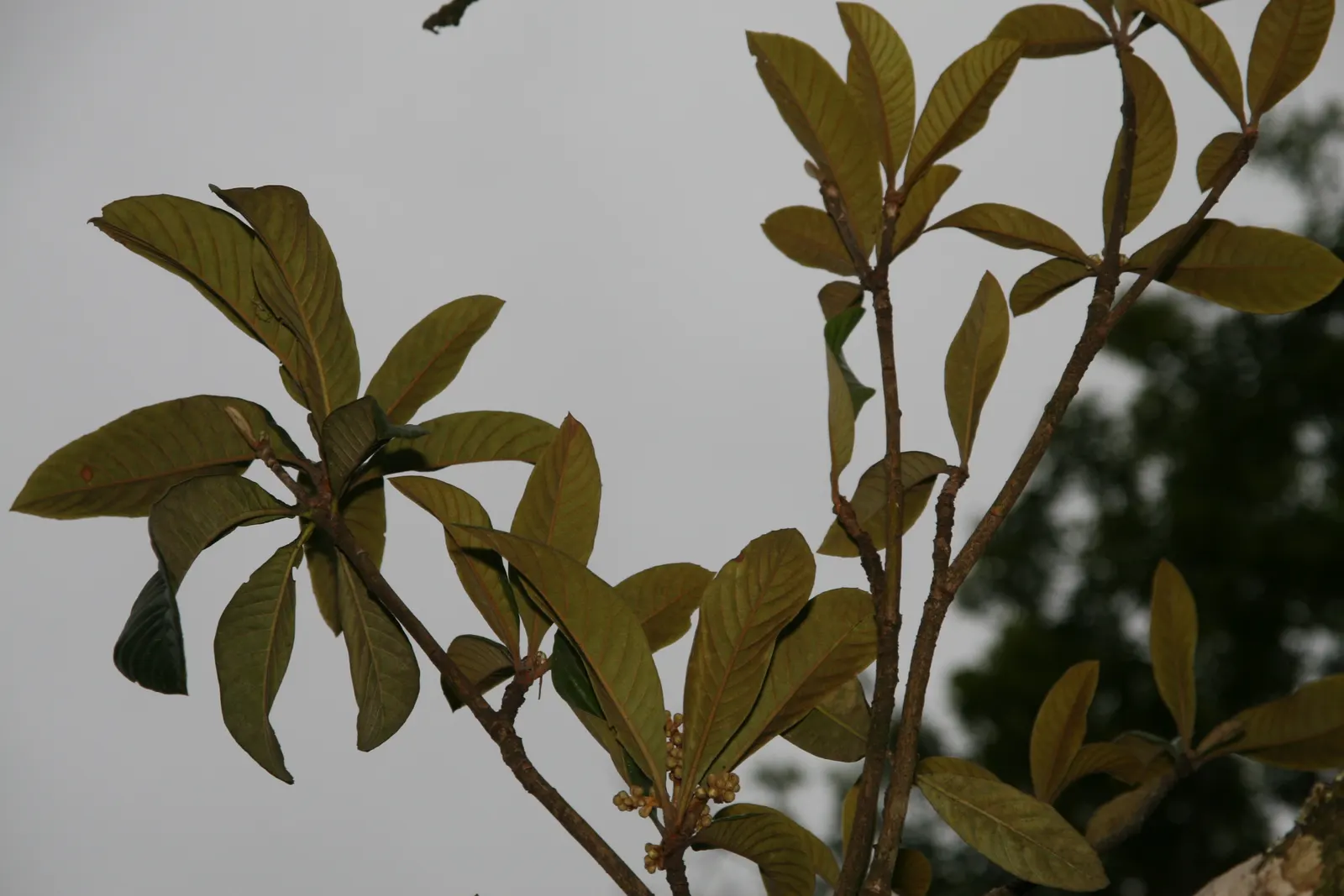 Loquat (Eriobotrya Japonica) — and mild mango.<br><br>Loquats prefer full sun to partial shade and are tolerant of different soil types; though, image 118