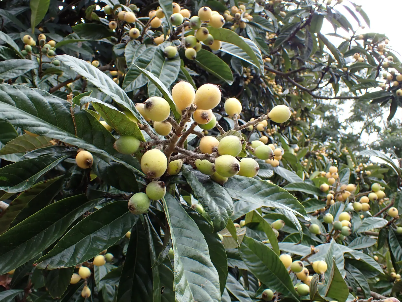 Loquat (Eriobotrya Japonica) — tree for full or half; fruit-bearing tree for one's garden, image 96