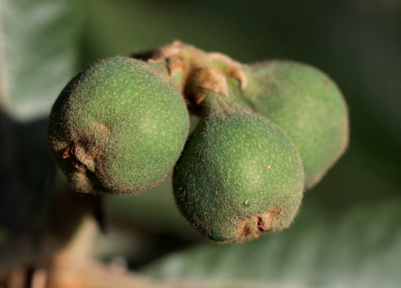 Loquat (Eriobotrya Japonica) — Once established, they are notably drought-tolerant, making them a practical choice for many landscapes; loquats, image 88