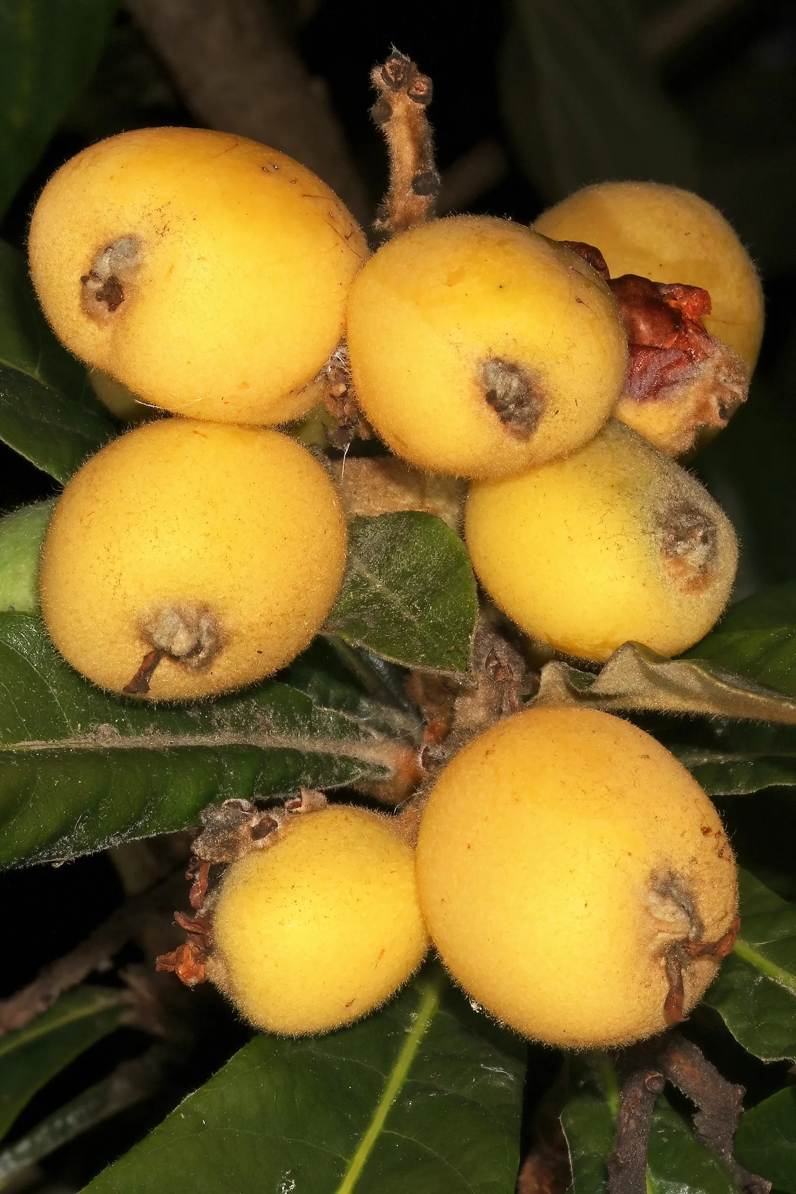 Loquat (Eriobotrya Japonica) — the tree produces fragrant white flowers in clusters; scientifically known as Eriobotrya japonica, image 79