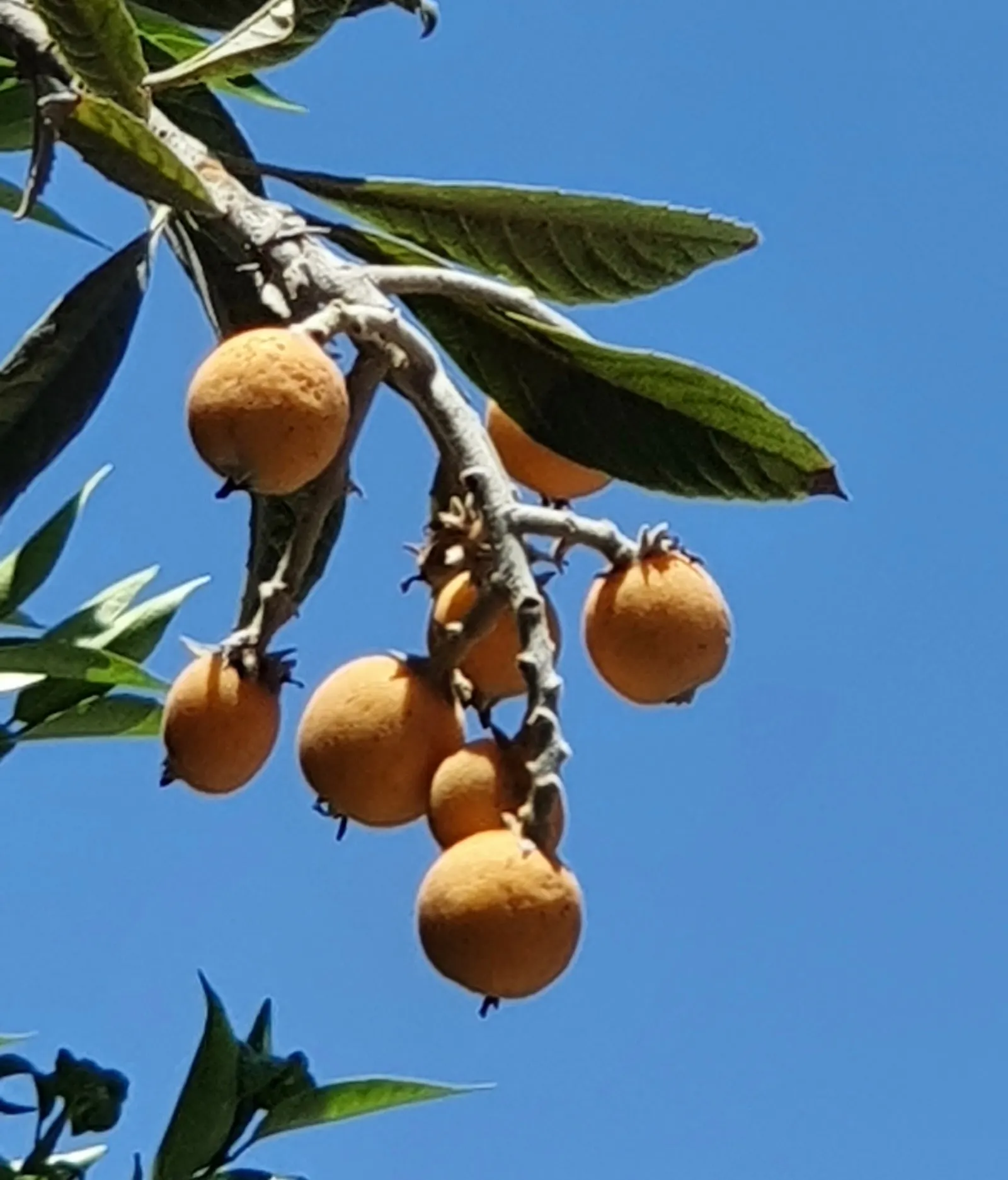 Loquat (Eriobotrya Japonica) — Loquats require well-drained soil and full sun to partial shade