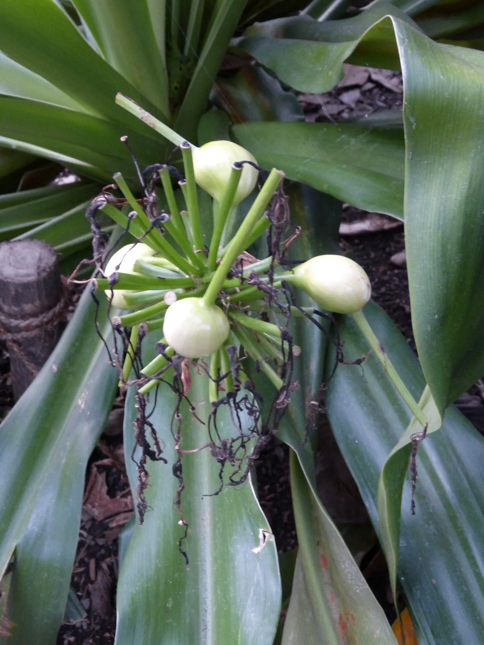 Loquat (Eriobotrya Japonica) — around 1 to 2 inches in diameter; the taste is a unique blend of sweetness and tartness, image 113