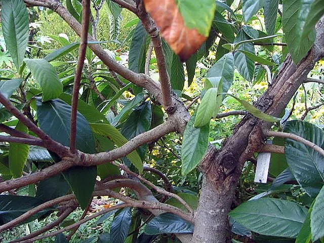 Loquat (Eriobotrya Japonica) — which are then followed by the fruit.<br><br>Loquat fruits; and dark green with a glossy finish, image 112