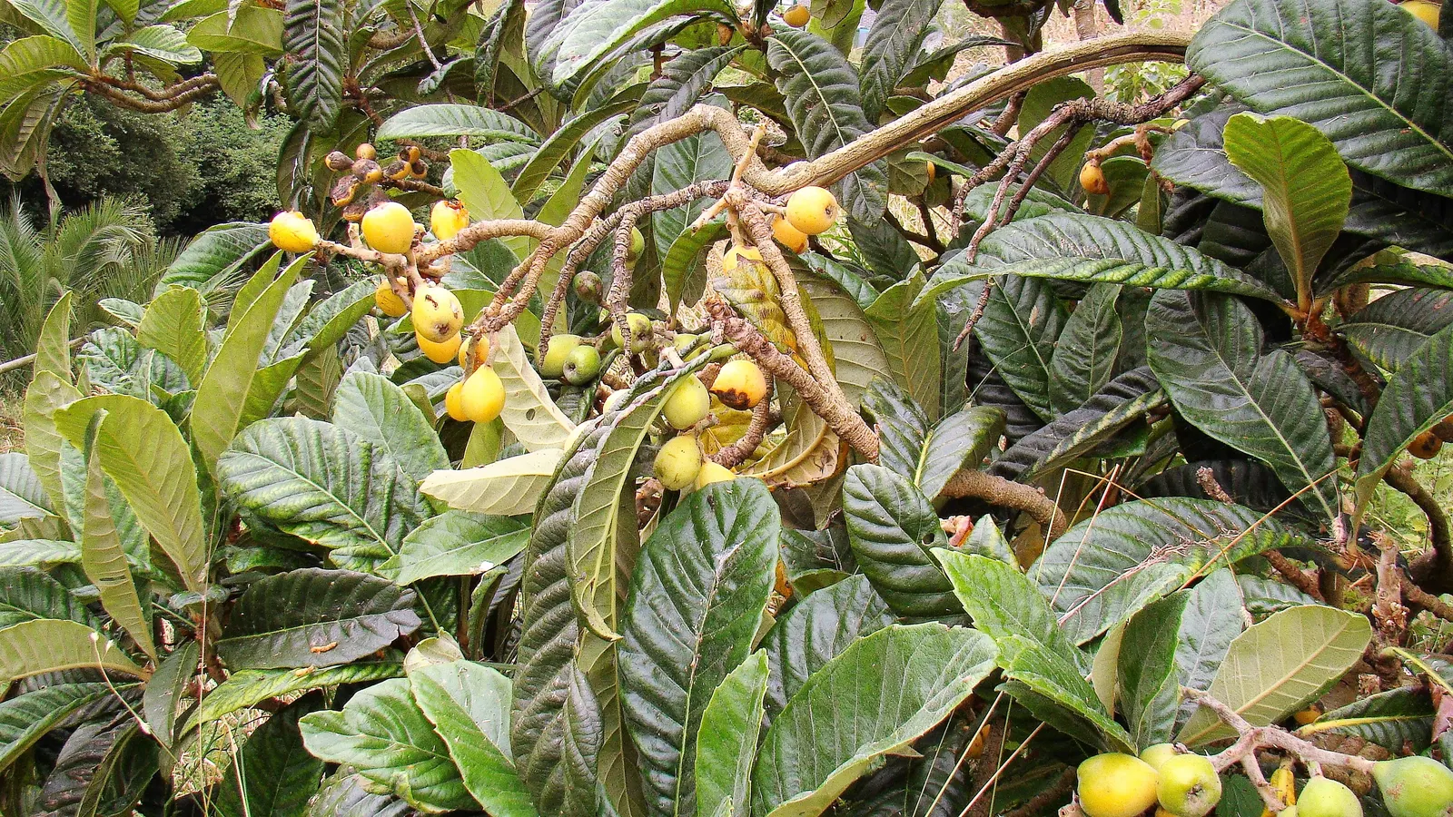 Loquat (Eriobotrya Japonica) — Its large, leathery leaves are dark green on top and downy white underneath