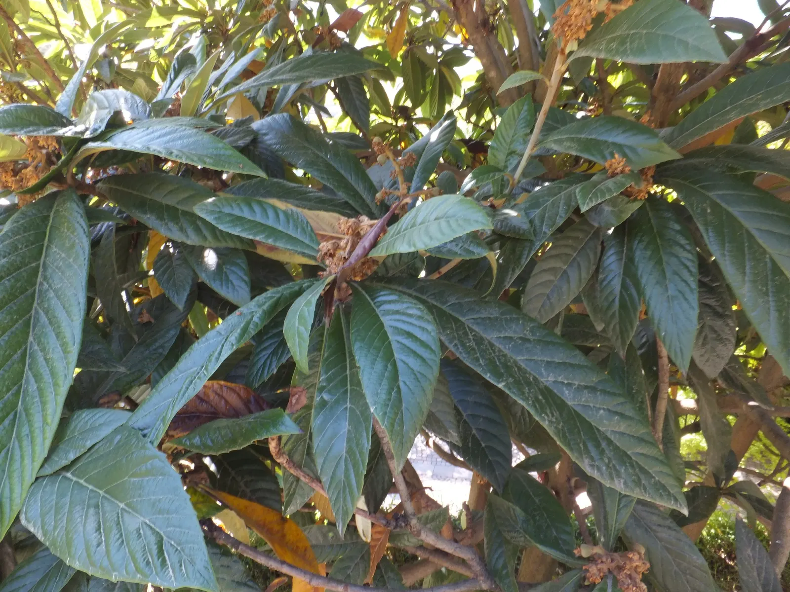 Loquat (Eriobotrya Japonica) — yet it is the late frosts that sometimes threaten the fruit set; transitioning from green to yellow or orange when, image 90