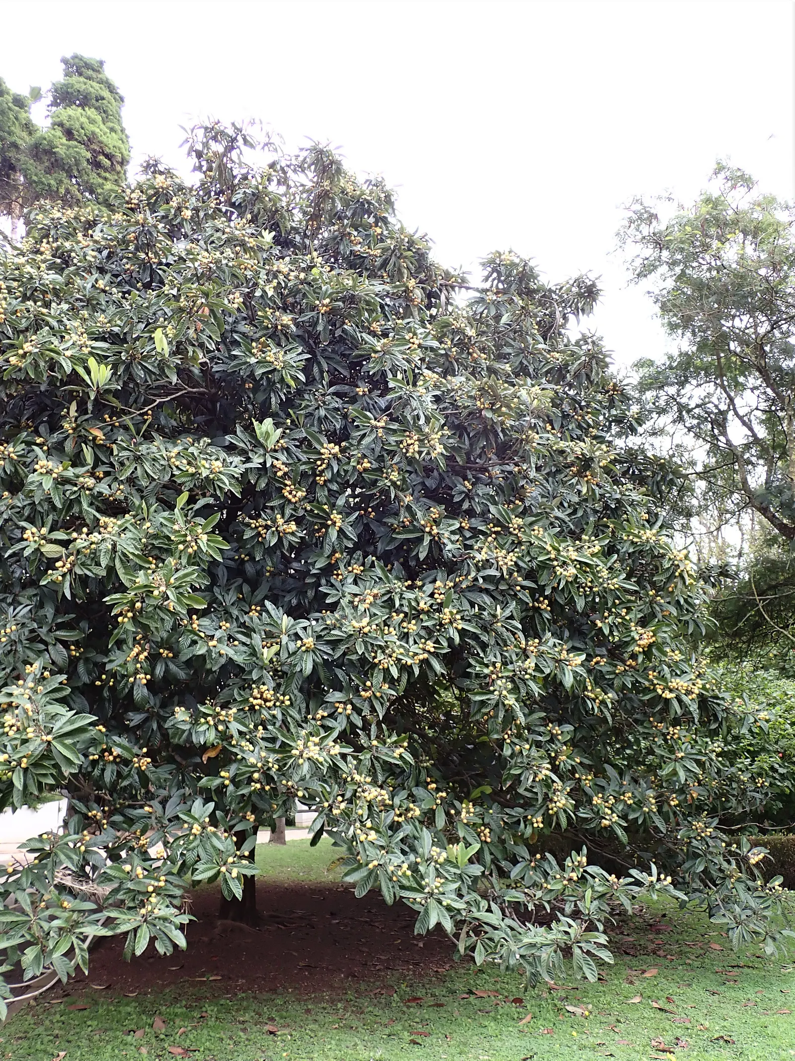 Loquat (Eriobotrya Japonica) — and mild mango.<br><br>Loquats prefer full sun to partial shade and are tolerant of different soil types; though, image 86