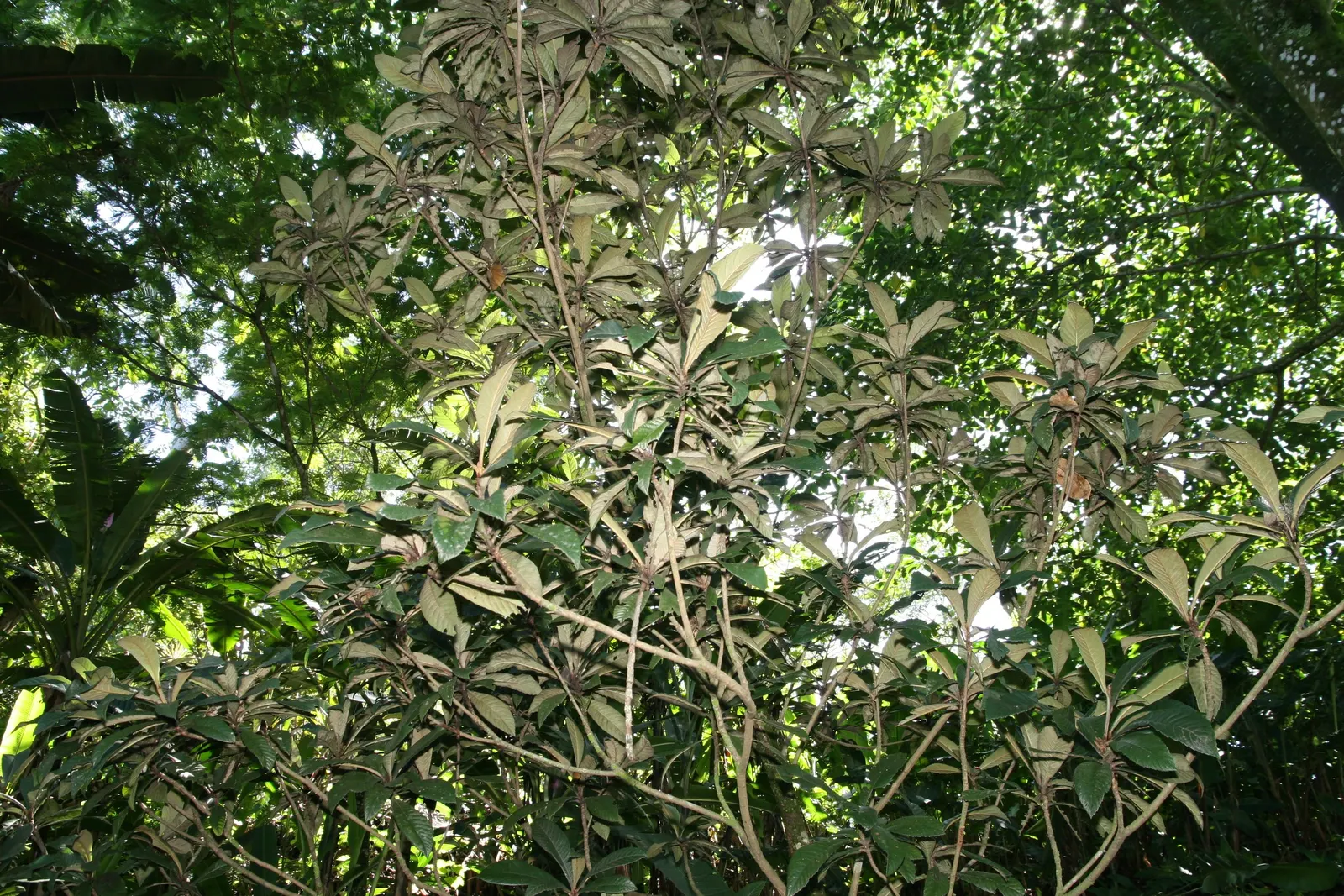 Loquat (Eriobotrya Japonica) — showcasing a rounded canopy perfect for providing dappled shade