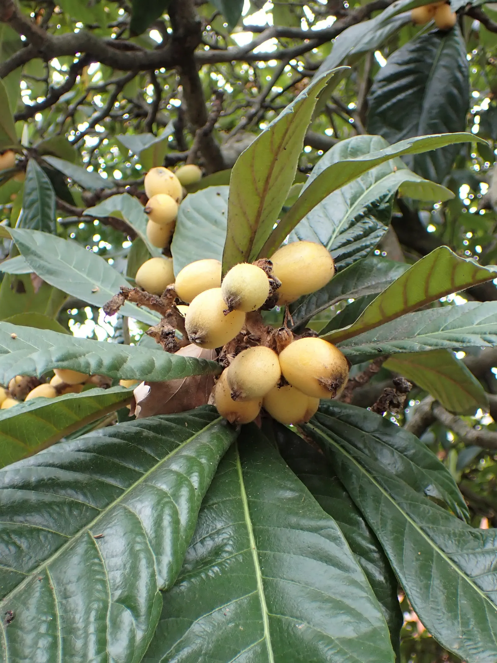Loquat (Eriobotrya Japonica) — Its large, leathery leaves are dark green on top and downy white underneath; have a smooth or slightly fuzzy skin, image 99