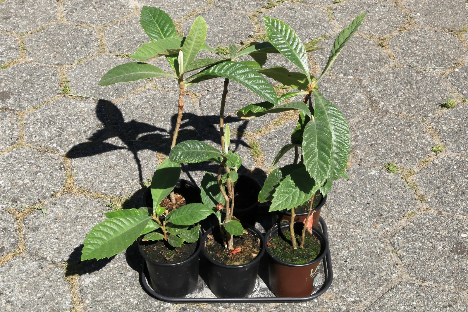 Loquat (Eriobotrya Japonica) — fruit-bearing tree for one's garden; offering both aesthetic appeal and edible fruit, image 93