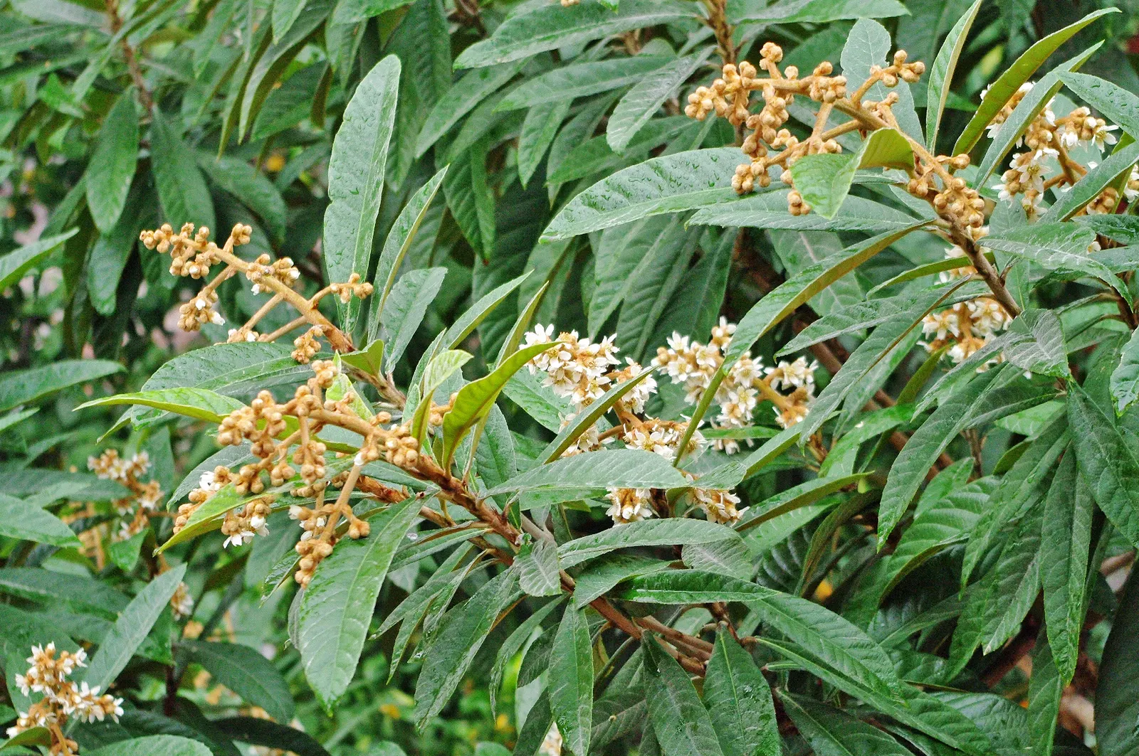 Loquat (Eriobotrya Japonica) — The leaves are a standout feature; around 1 to 2 inches in diameter, image 108