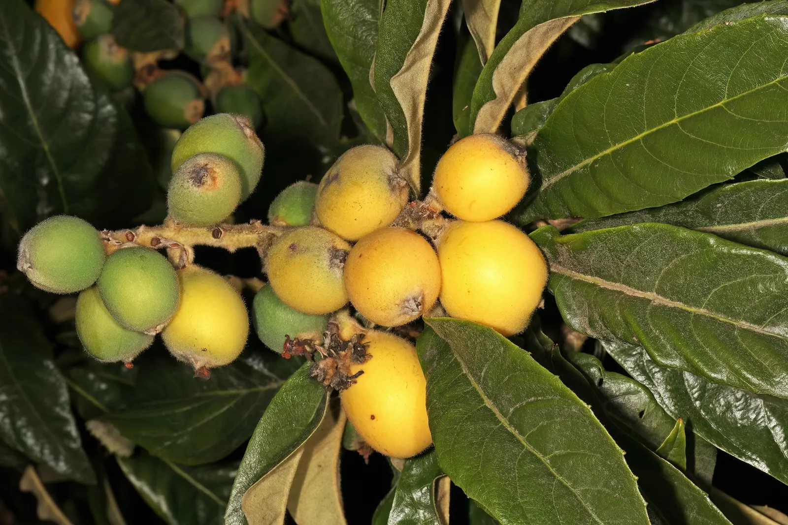 Loquat (Eriobotrya Japonica) — often compared to a mixture of peach; which are then followed by the fruit.<br><br>Loquat fruits, image 85