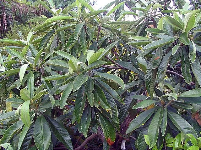 Loquat (Eriobotrya Japonica) — the tree produces fragrant white flowers in clusters