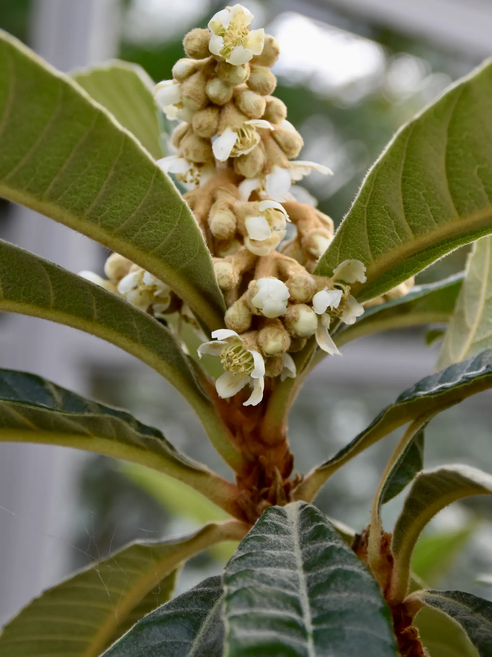 Loquat (Eriobotrya Japonica) — though well-draining soil is ideal; white flowers in the garden, image 87