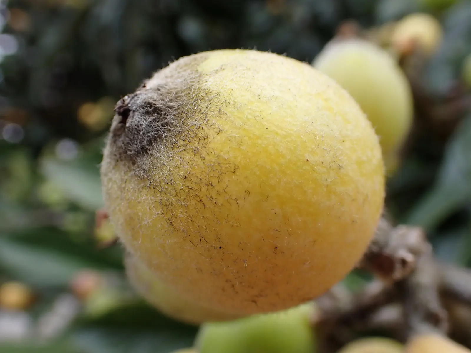 Loquat (Eriobotrya Japonica) — Grown for its attractive foliage and sweet, tangy fruit, it typically reaches 10-30 feet tall and wide; showcasing a, image 98