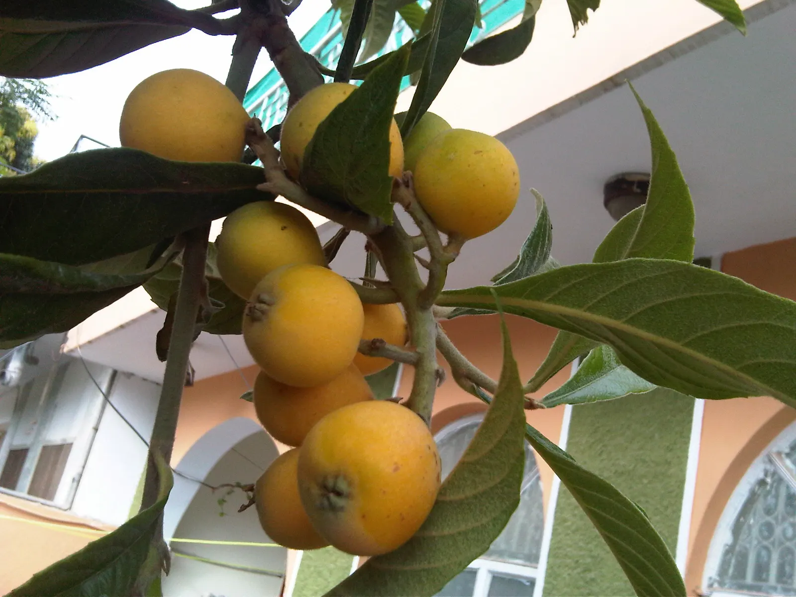Loquat (Eriobotrya Japonica) — The Loquat (Eriobotrya japonica) is an evergreen shrub/tree native to southeastern China