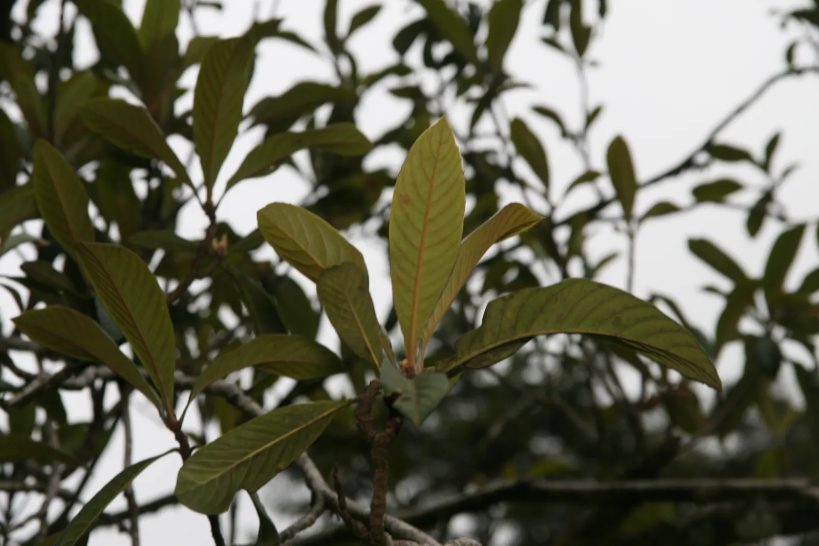 Loquat (Eriobotrya Japonica) — often compared to a mixture of peach; which are then followed by the fruit.<br><br>Loquat fruits, image 117