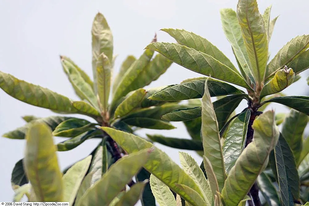 Loquat (Eriobotrya Japonica) — transitioning from green to yellow or orange when ripe; grown for its attractive foliage and sweet, tangy fruit, it, image 115