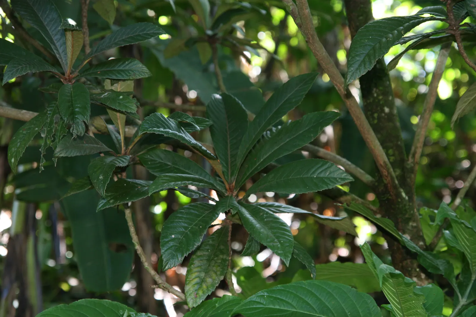 Loquat (Eriobotrya Japonica) — the Loquat can tolerate temperatures down to about 10&deg;F; the leaves are a standout feature, image 121