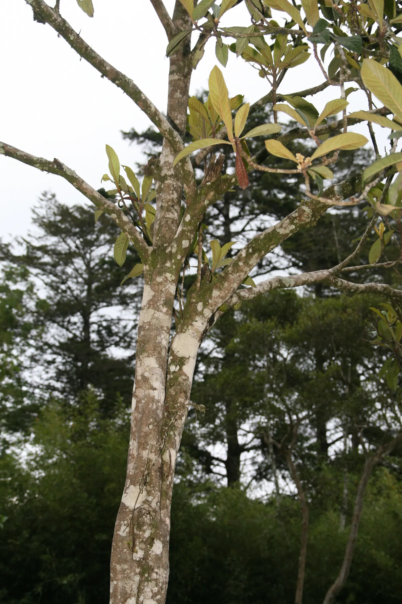 Loquat (Eriobotrya Japonica) — measuring up to 12 inches long; tree with white blooms, image 110