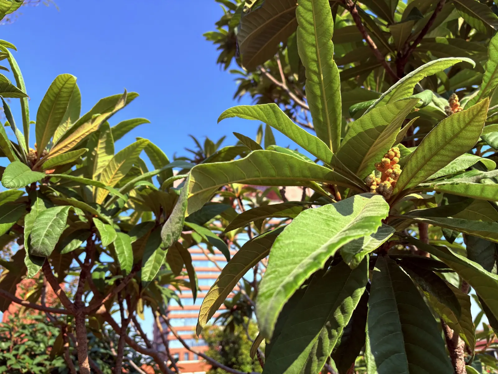 Loquat (Eriobotrya Japonica) — have a smooth or slightly fuzzy skin; due to its fruit and attractive foliage, image 82