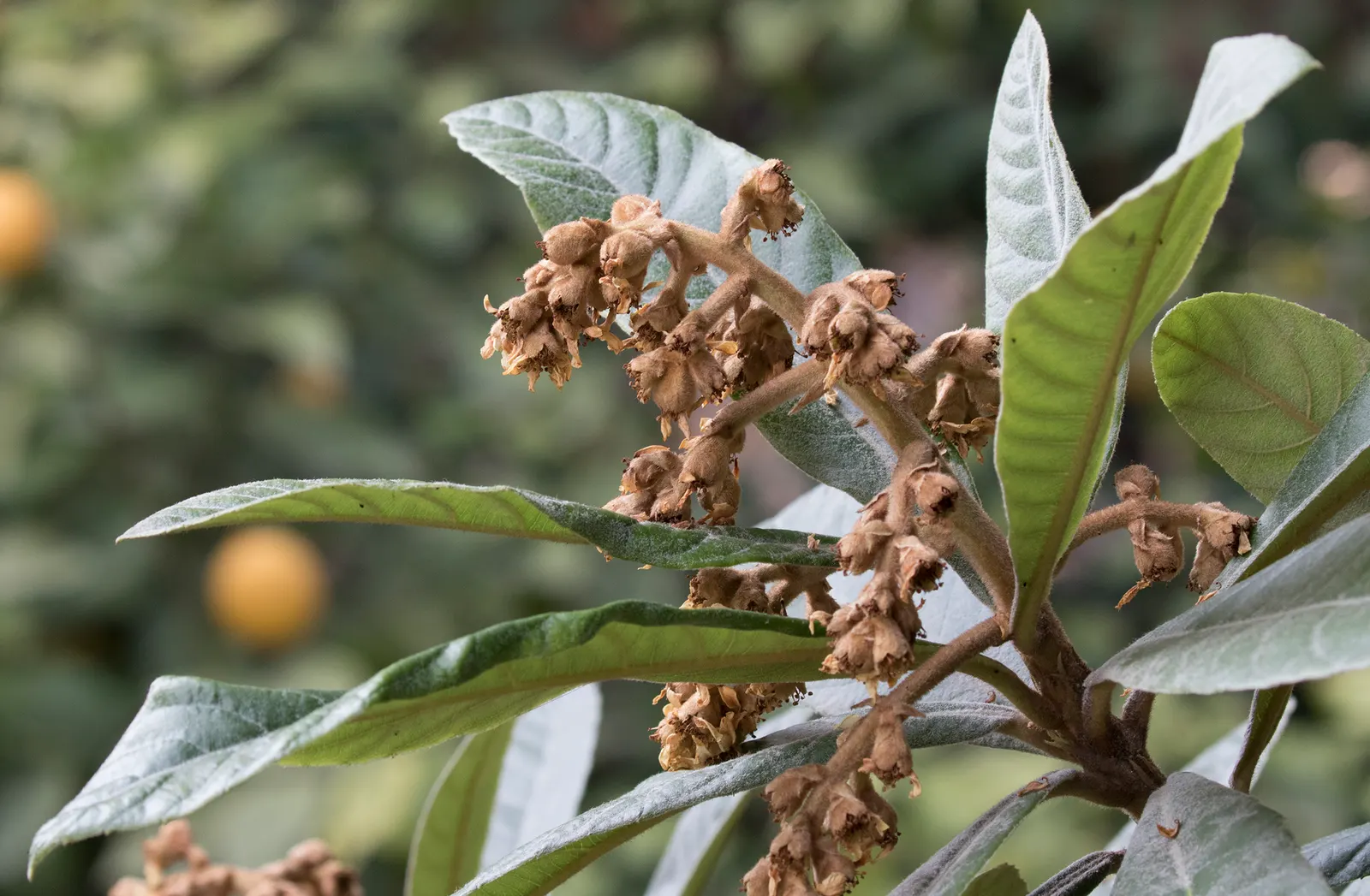 Loquat (Eriobotrya Japonica) — As a member of the Rosaceae family; the Loquat serves well as both an ornamental feature and a practical, image 105