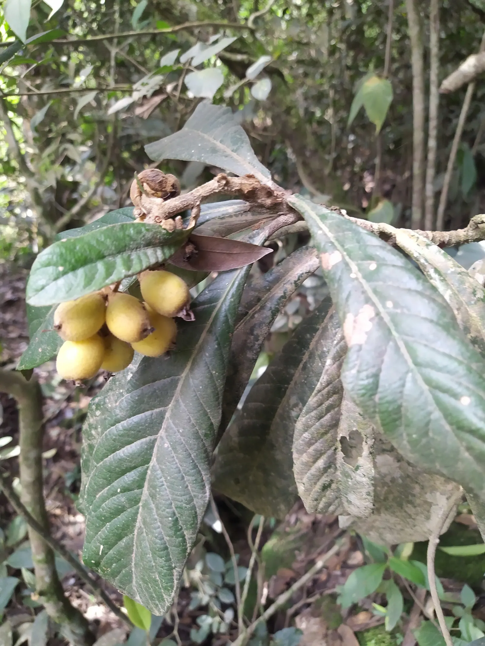 Loquat (Eriobotrya Japonica) — the Loquat serves well as both an ornamental feature and a practical; the Loquat (Eriobotrya japonica) is an, image 92