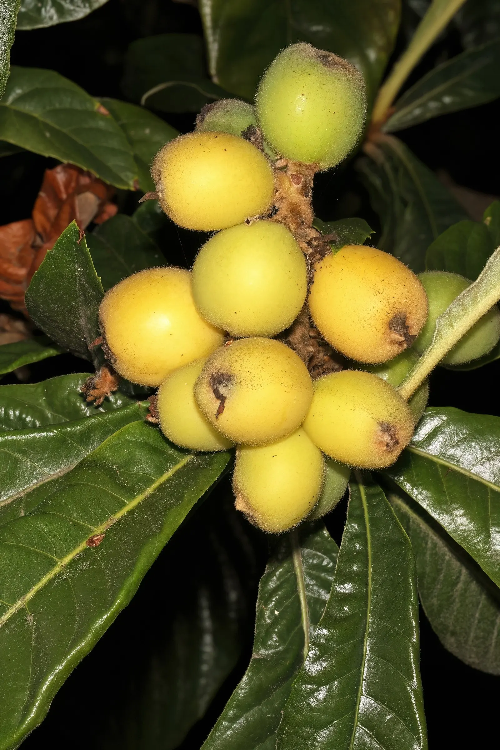 Loquat (Eriobotrya Japonica) — which are then followed by the fruit.<br><br>Loquat fruits; and dark green with a glossy finish, image 80