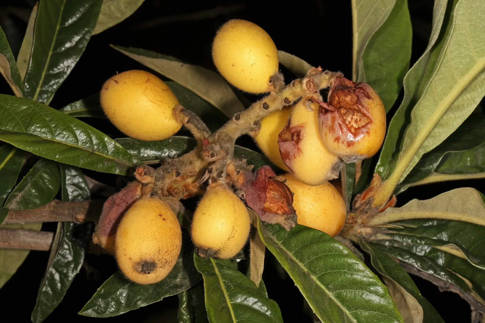 Loquat (Eriobotrya Japonica) — around 1 to 2 inches in diameter; the taste is a unique blend of sweetness and tartness, image 81