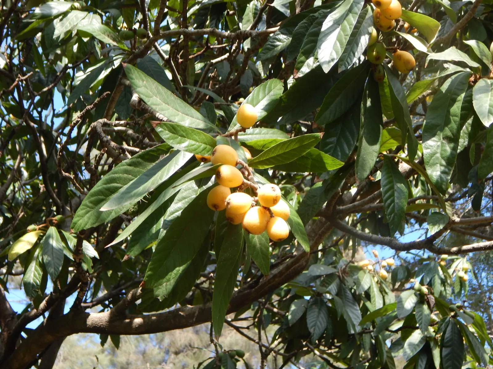 Loquat (Eriobotrya Japonica) — The taste is a unique blend of sweetness and tartness; as a member of the Rosaceae family, image 84