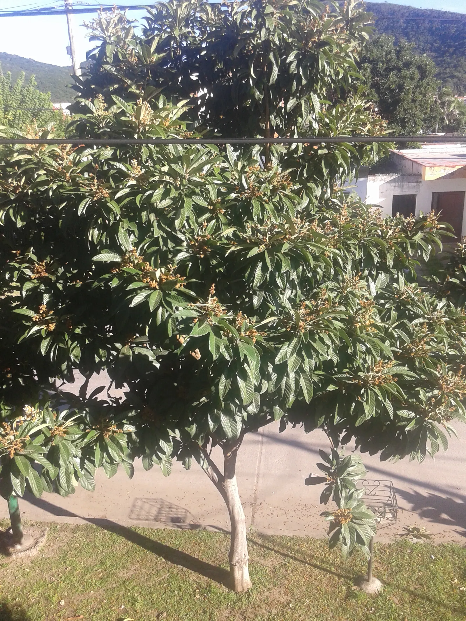 Loquat (Eriobotrya Japonica) — white flowers in the garden
