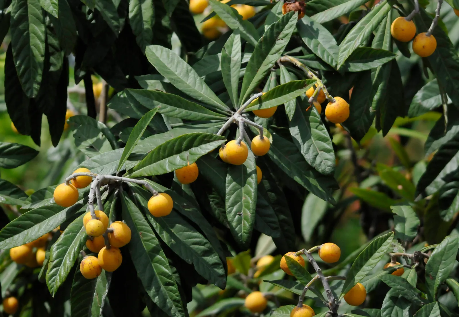 Loquat (Eriobotrya Japonica) — scientifically known as Eriobotrya japonica; is a valued addition to the landscape, image 102
