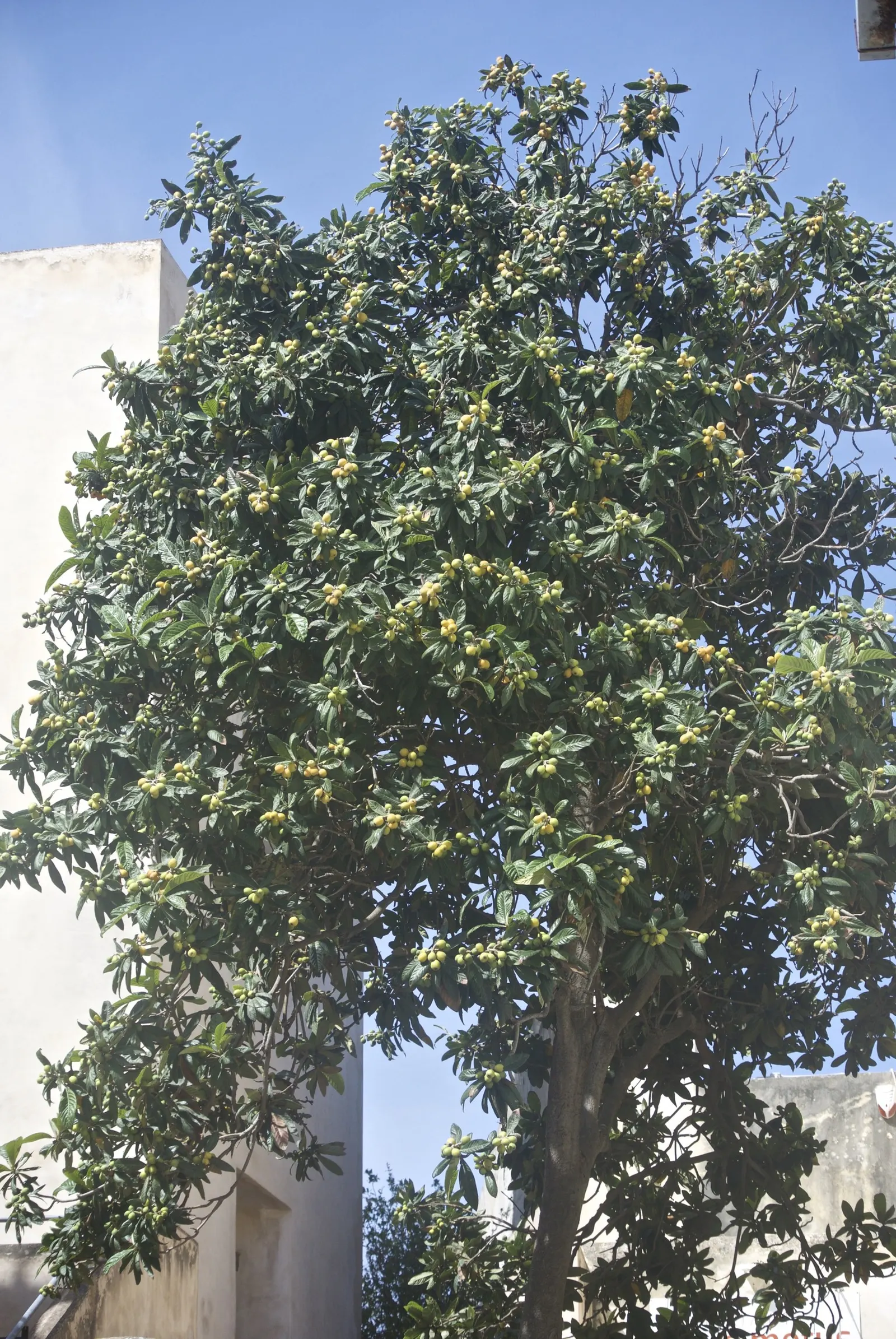 Loquat (Eriobotrya Japonica) — transitioning from green to yellow or orange when ripe