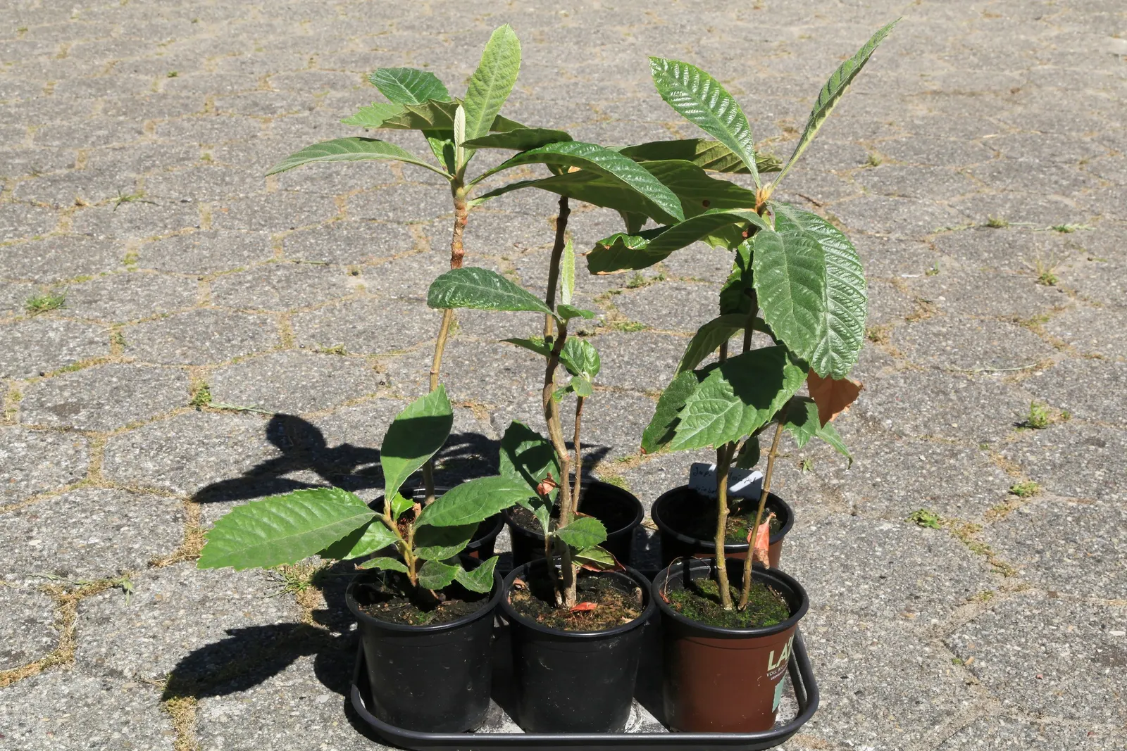 Loquat (Eriobotrya Japonica) — white flowers in the garden; the tree produces fragrant white flowers in clusters, image 94