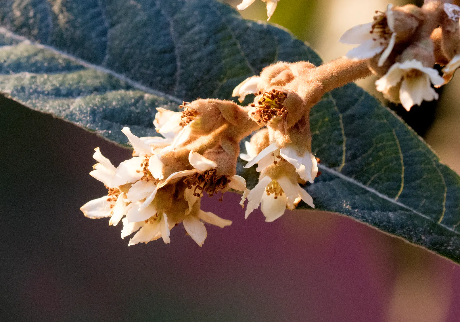 Loquat (Eriobotrya Japonica) — Once established, they are notably drought-tolerant, making them a practical choice for many landscapes; loquats, image 120