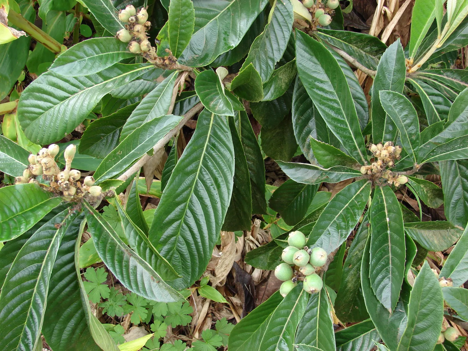 Loquat (Eriobotrya Japonica) — offering both aesthetic appeal and edible fruit