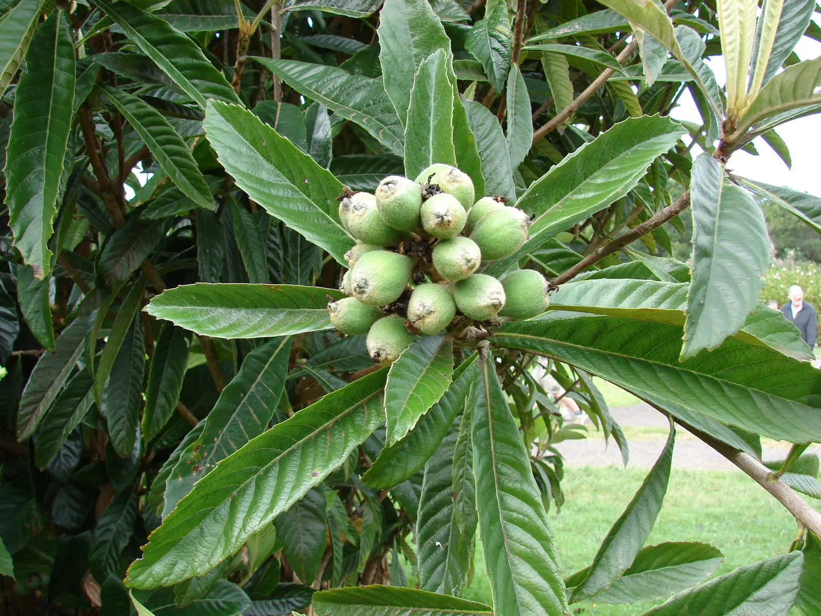 Loquat (Eriobotrya Japonica) — fruit-bearing tree for one's garden; offering both aesthetic appeal and edible fruit